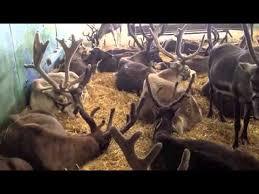 The Reindeer Centre