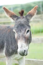 The Isle of Wight Donkey Sanctuary