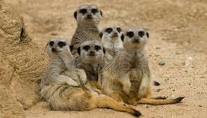 Isle of Wight Zoo