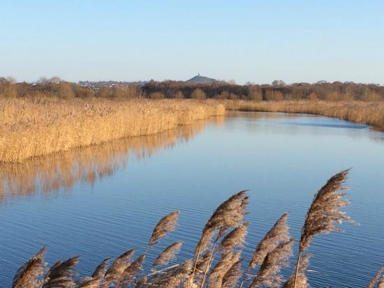 Somerset Levels and Moors Wetland