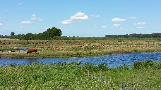 Lakenheath Fen RSPB reserve