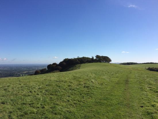 Chanctonbury Ring