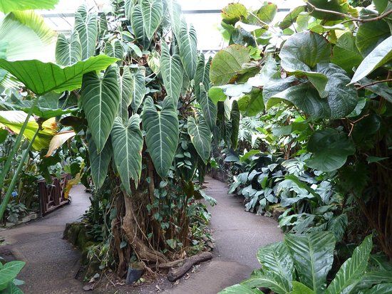 The Living Rainforest