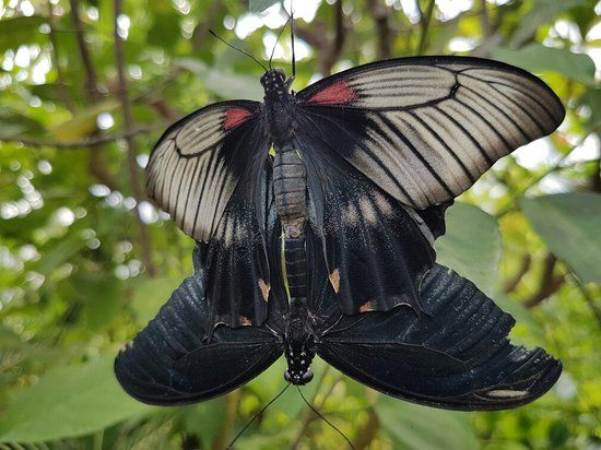 Butterfly World