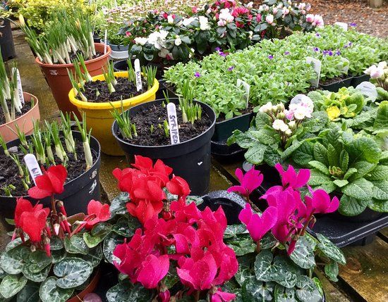 Riverside Garden Centre & Art Gallery