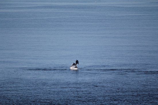 RSPB Dolphinwatch