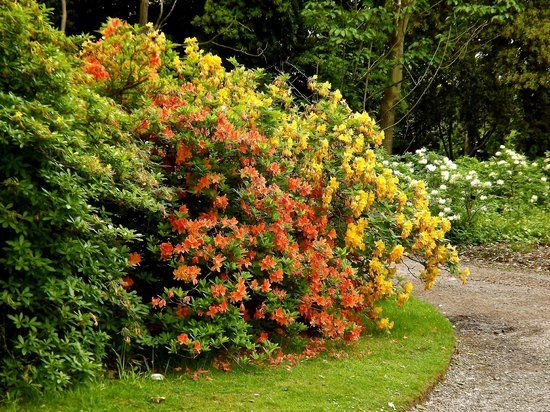 Ness Botanic Gardens