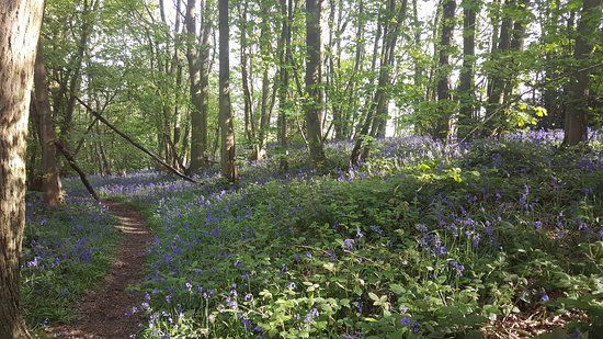 Everdon Stubbs