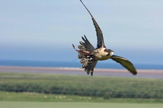 Gyrs International Falconry Centre