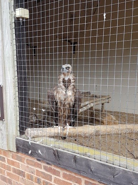 The International Centre for Birds of Prey