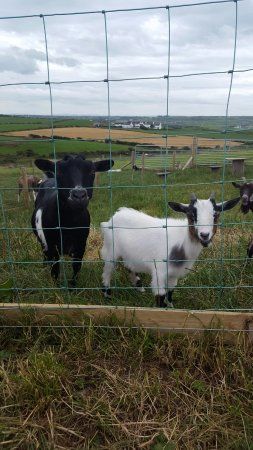 Causeway Fun Farm