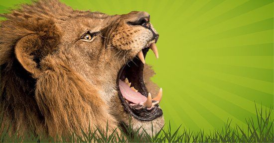 Blair Drummond Safari Park