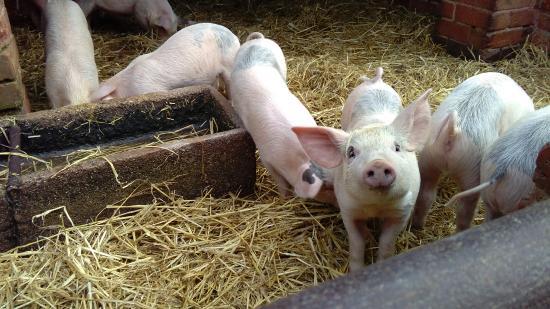 Stonehurst Family Farm and Motor Museum