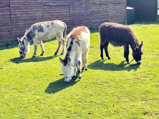 Rushmoor Farm Park and Falconry Centre