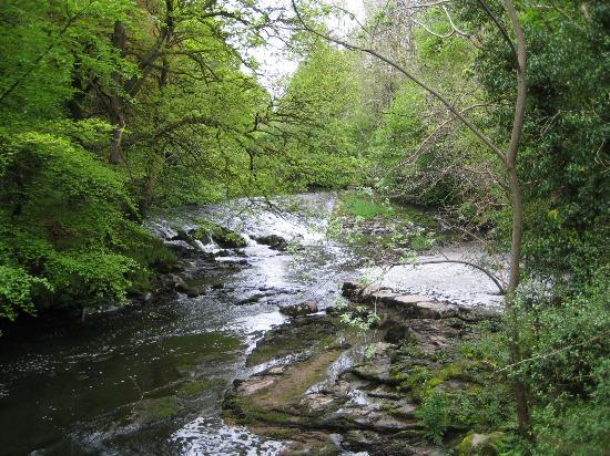 Clare Glen Woodland