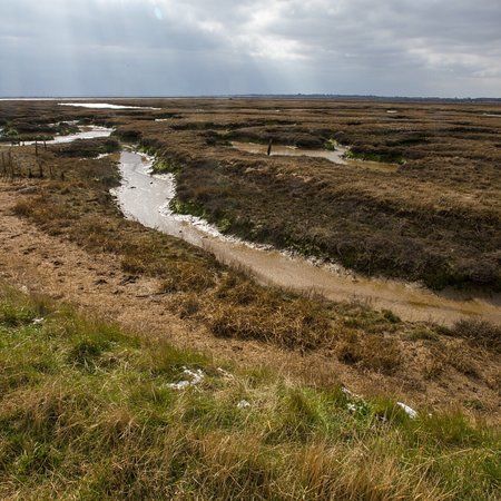 Copt Hall Marshes