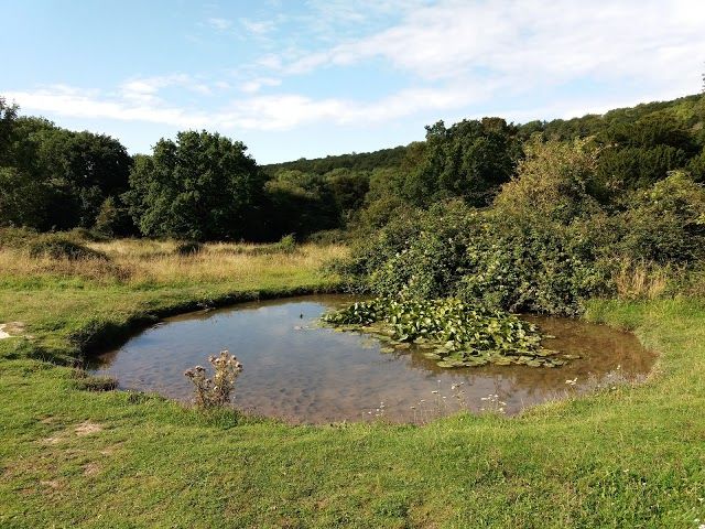 Kingley Vale National Nature Reserve