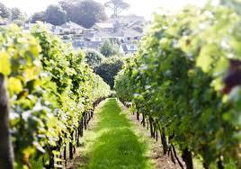 Polgoon Vineyard