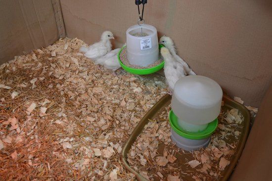 Willow Court Farm & Poultry