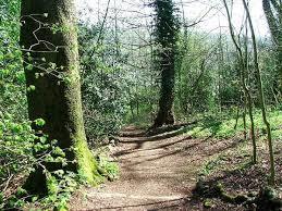 Serpentine Woods