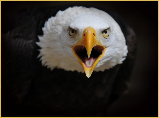 Cotswold Falconry Centre