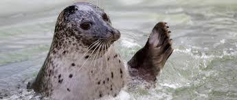 Cornish Seal Sanctuary