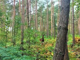 Broxbourne Woods