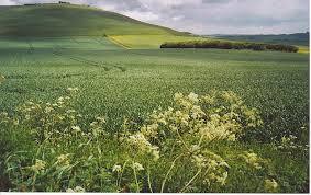 Milk Hill