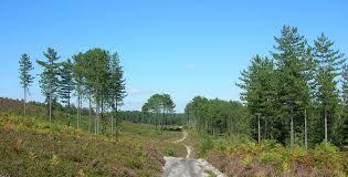 Wareham Forest