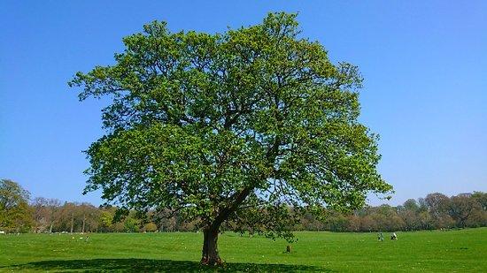 Camperdown Country Park