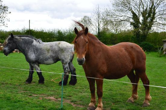Northcote Heavy Horse Centre