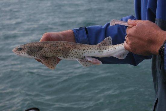 Tenby Sea Fishing