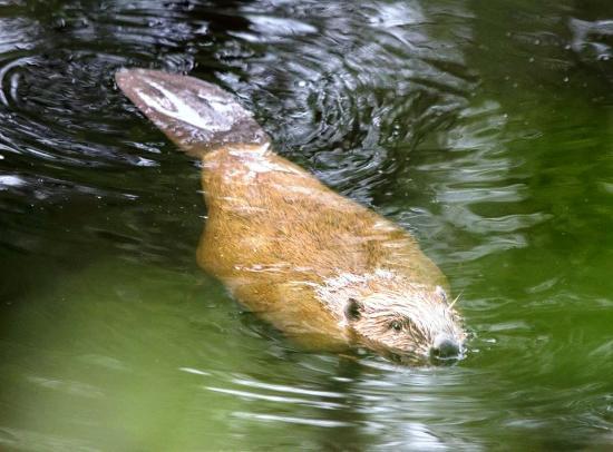 Perthshire Wildlife