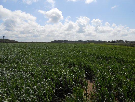 Singleton Maize Maze
