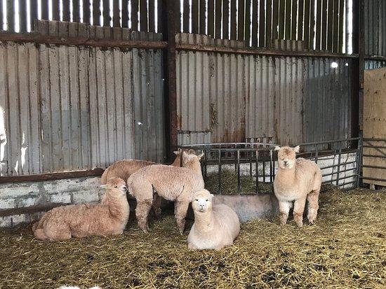 Pembrokeshire Alpaca Trekking