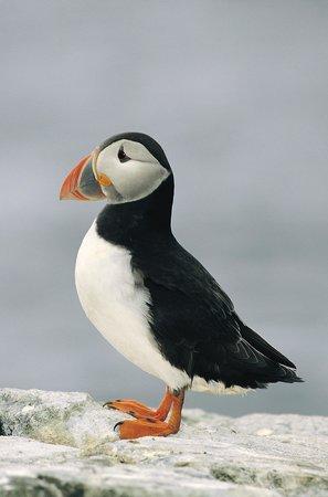 Anglesey Wildlife Walks
