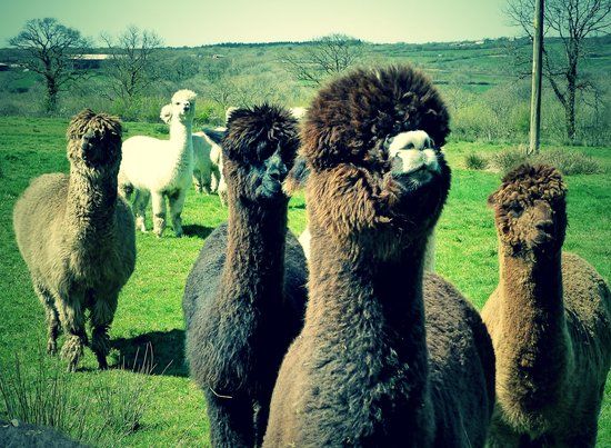 The Alpaca Park