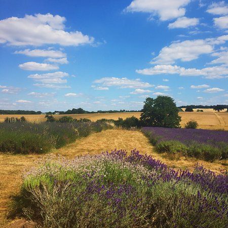 Shropshire Lavender