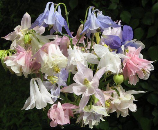 Touchwood Aquilegia Garden