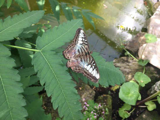 Earnley Butterflies