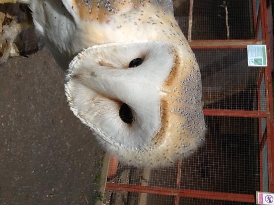 The Owl and Falconry Centre