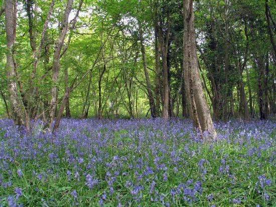Tiddesley Wood Nature Reserve