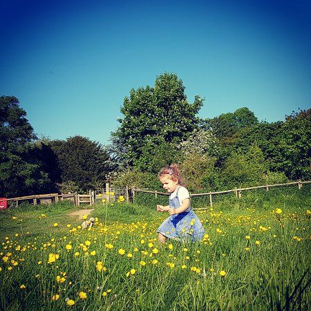 Sudbury Water Meadows