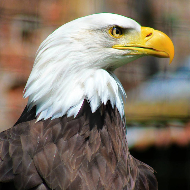 Lakeland Bird Of Prey