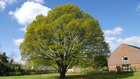 Queen Elizabeth Gardens
