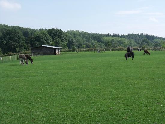 Rays Farm