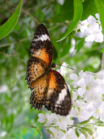 Tropical World