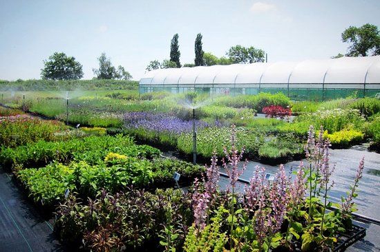 Jekka's Herb Farm