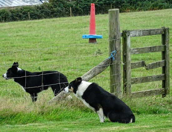 Borough Farm Sheepdog and Falconry Displays