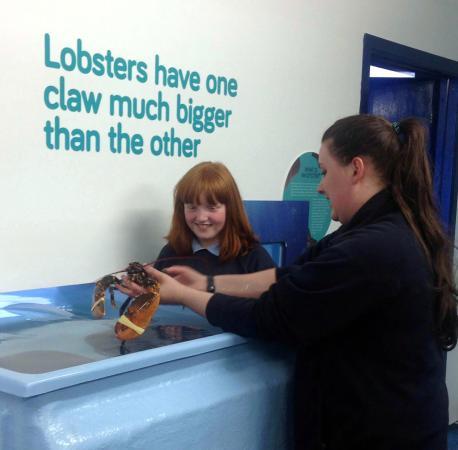 Seascope Hatchery